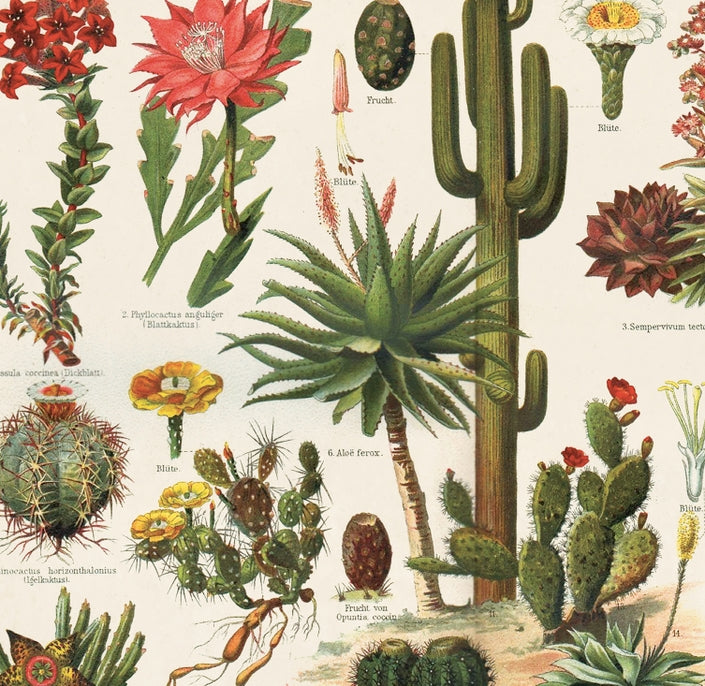 Vintage Botanical Cactus Kakteen Print