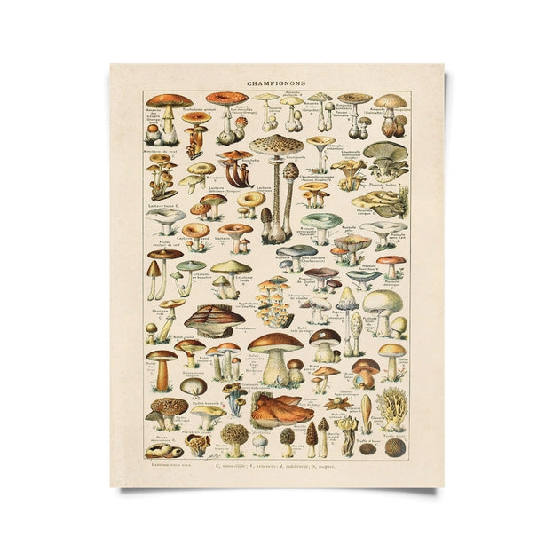 Vintage French Champignons Mushroom Print 8 x 10