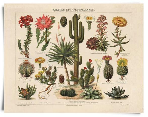 Vintage Botanical Cactus Kakteen Print