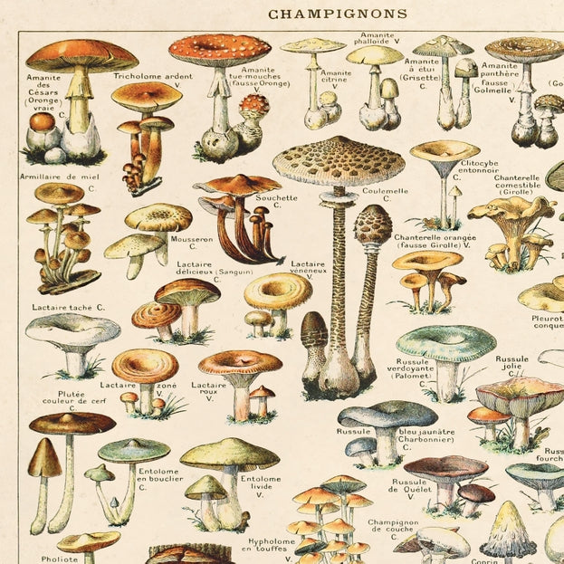 Vintage French Champignons Mushroom Print 8 x 10