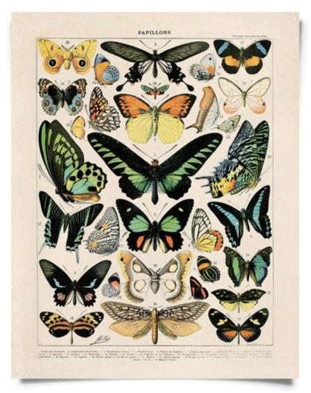 Vintage Millot Butterfly Type 2 Print 8 x 10