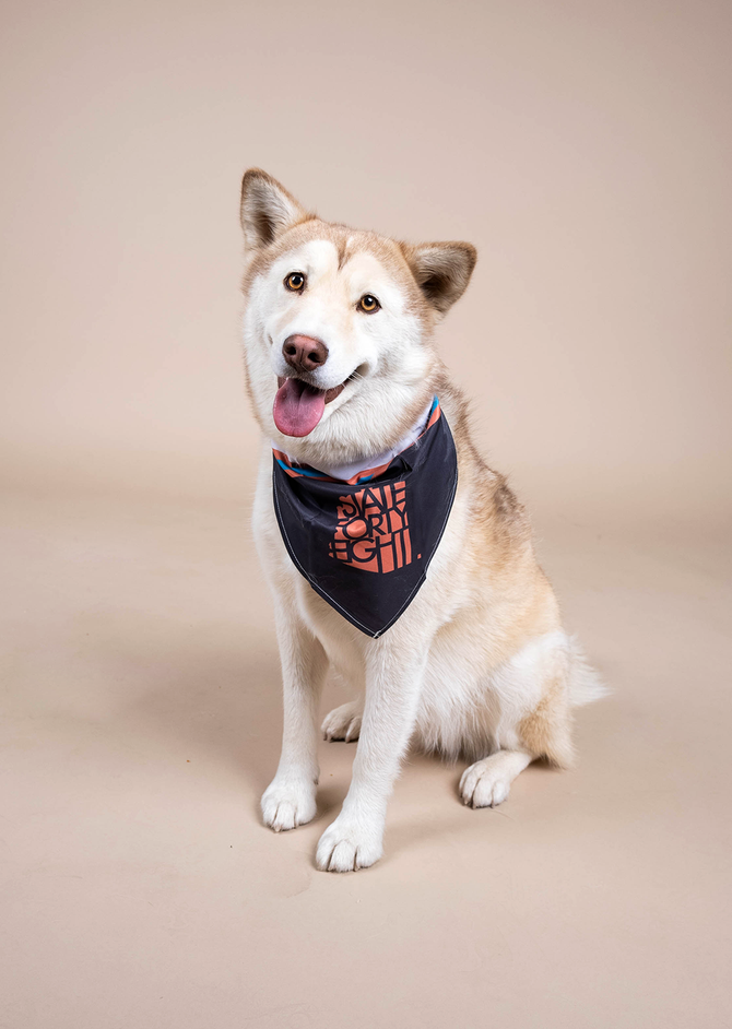 State Forty Eight Pet Bandana - Black & Cream