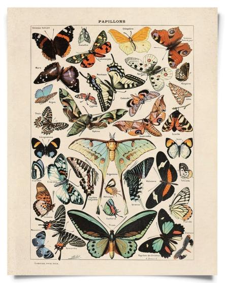 Vintage Millot Butterfly Type 1 Print 8 x 10