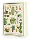 Cacti & Succulents Boxed Notecard Set